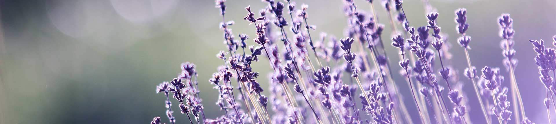 marketing-olfativo-e-sensorial-fragancias-aromas-y-perfumes